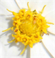 Pictures of flowers